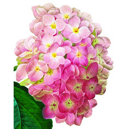 Minikort, Rosa Hortensia